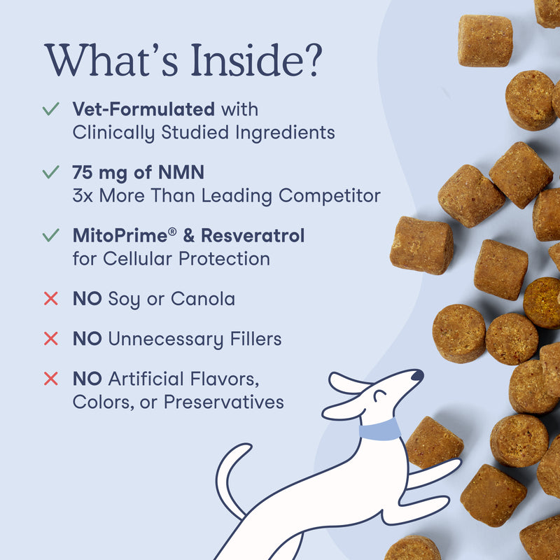 Promotional graphic for dog food featuring brown kibble pieces scattered on a pale blue background with text reading 'What's Inside?' and bullet points about ingredients and benefits. A white line-drawn dog appears at the bottom left.
