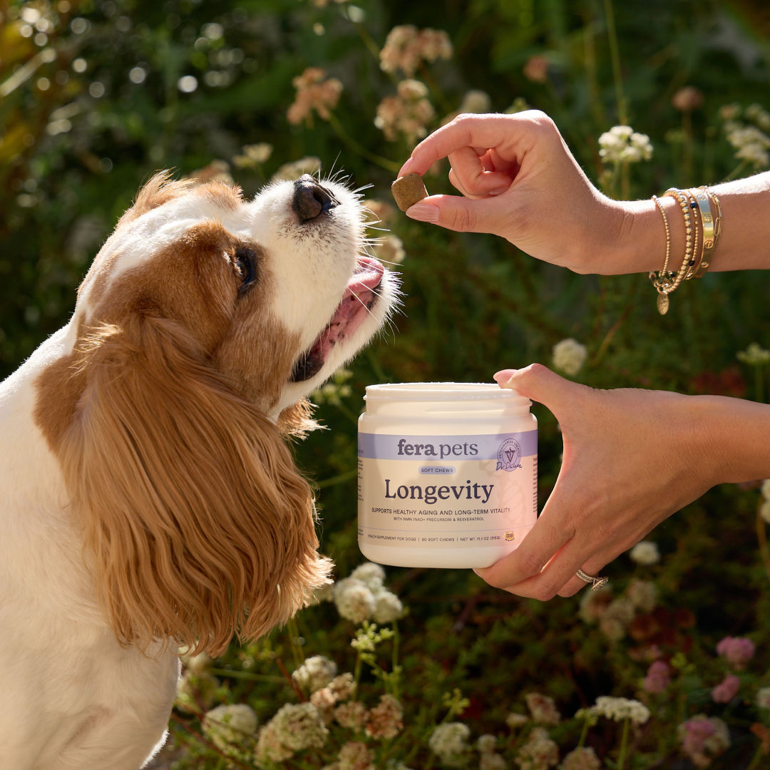 Dog with an open mouth being fed Fera Pets Longevity Soft Chews from an outstretched human hand while the other hand holds a container of the Fera Pets chews