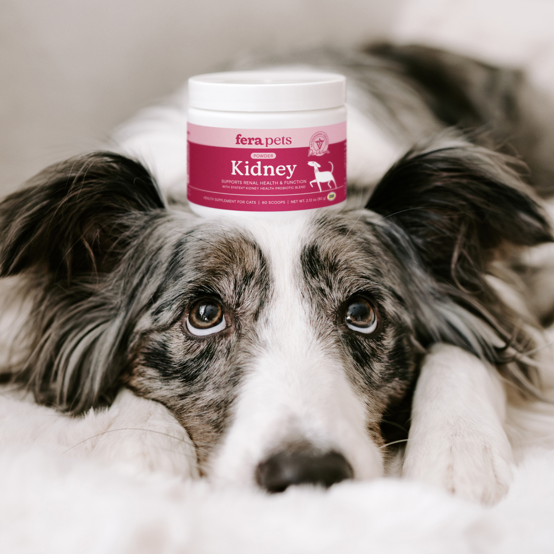 A black and white dog lies on a carpet with Fera Pets Kidney support supplement is balanced on the top of their head.