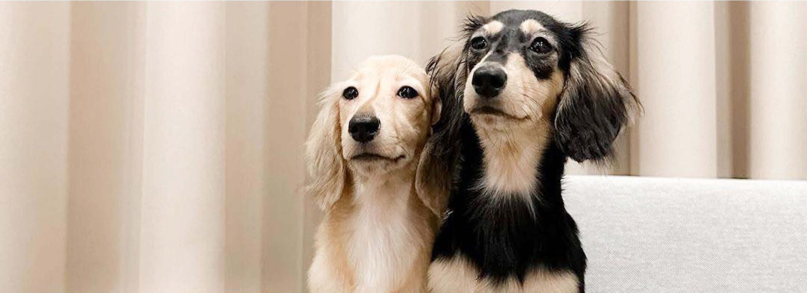 Good Health for your Pet