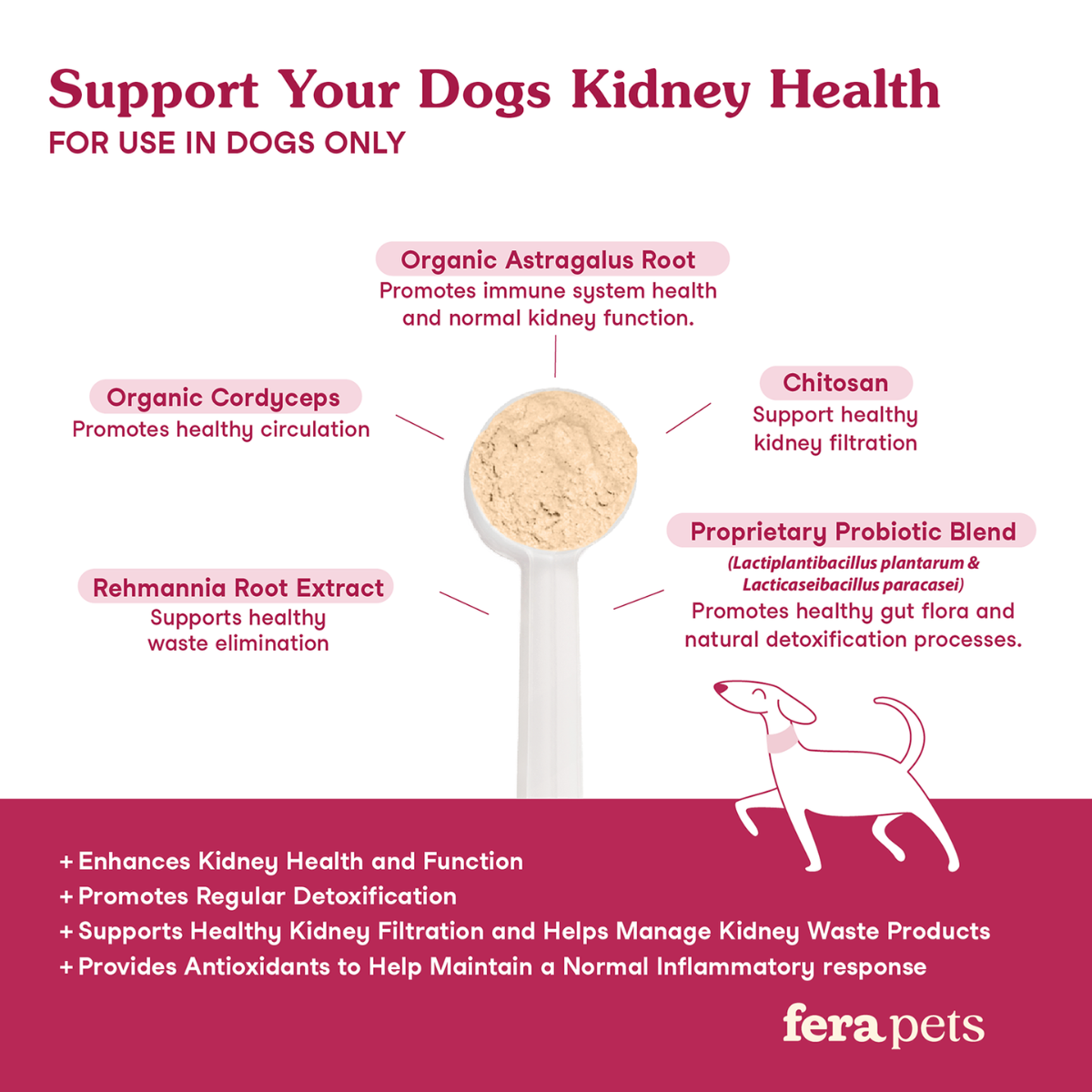 Kidney Support for Dogs