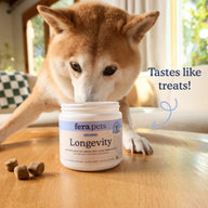 A Shiba Inu dog looks intently at a jar of Fera Pets Longevity dog chew supplements on a wooden table, with three brown treats placed nearby.