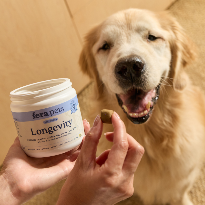 A golden retriever dog looks closely at a hand holding a small brown supplement in front of a white jar labeled Fera Pets Longevity. The scene is set against a warm beige background.
