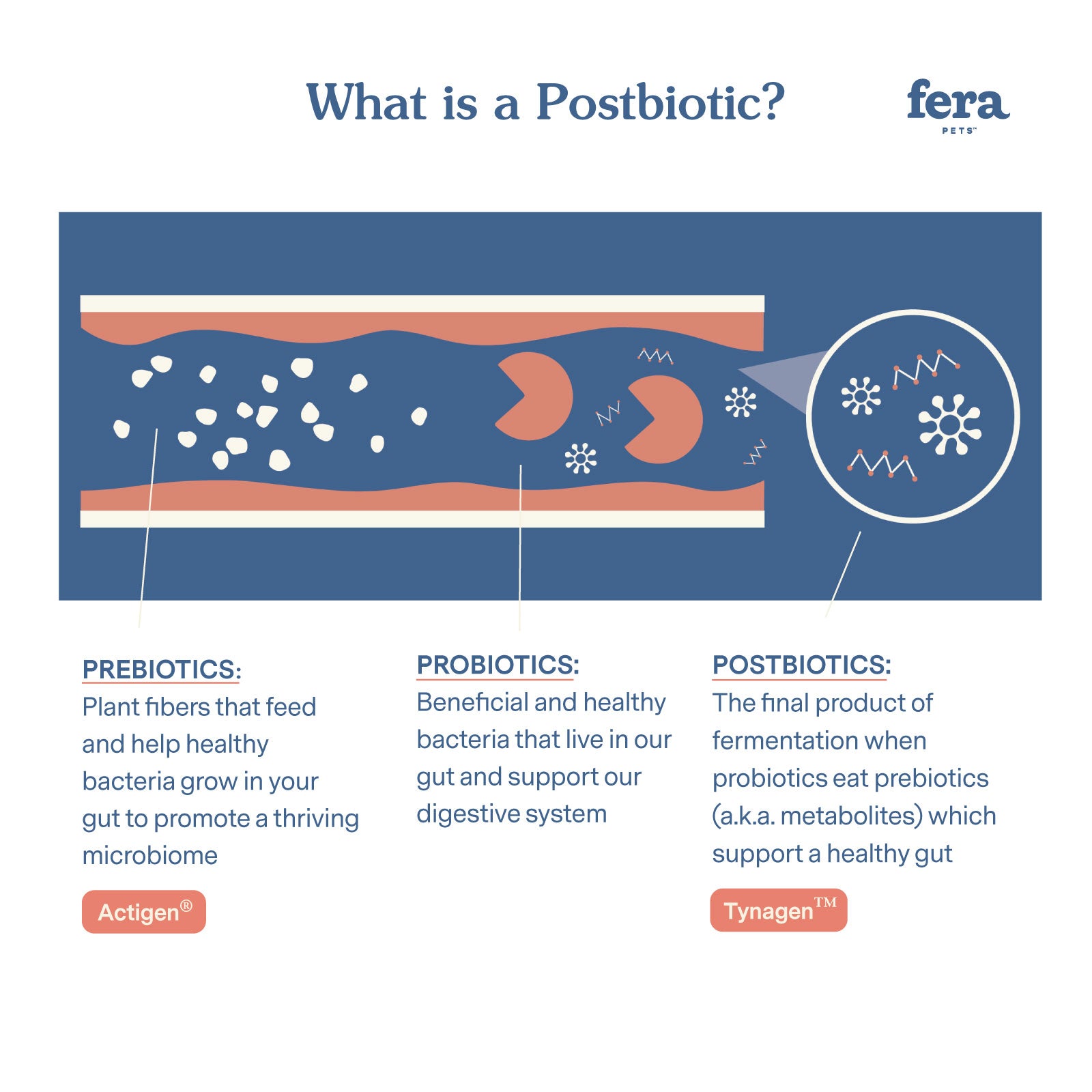 Postbiotics Plus